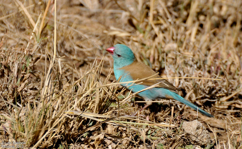 Blue-capped Cordon-bleu