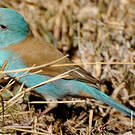 Cordonbleu cyanocéphale
