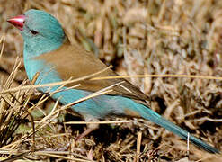 Cordonbleu cyanocéphale