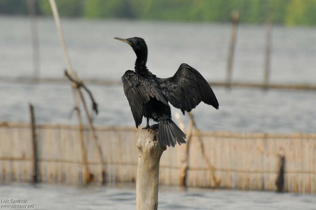 Cormoran à cou brunadulte, soins, Comportement