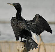 Indian Cormorant