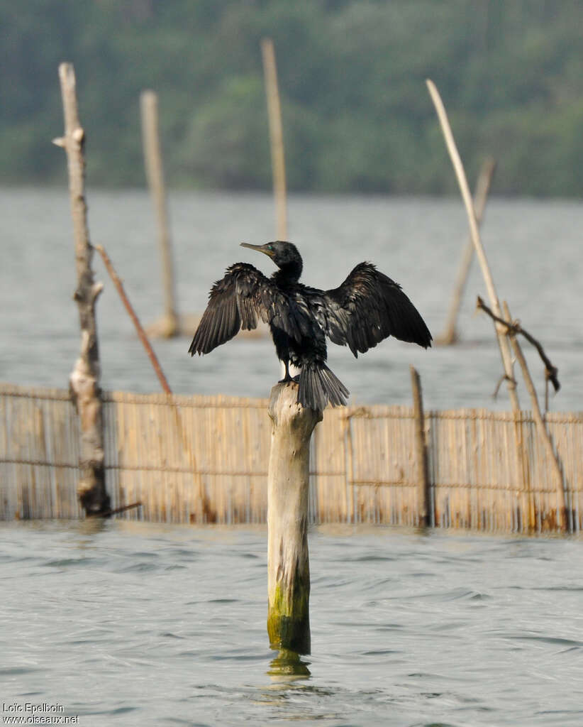 Cormoran à cou brunadulte, soins, Comportement