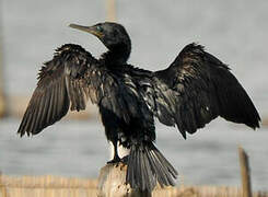 Cormoran à cou brun