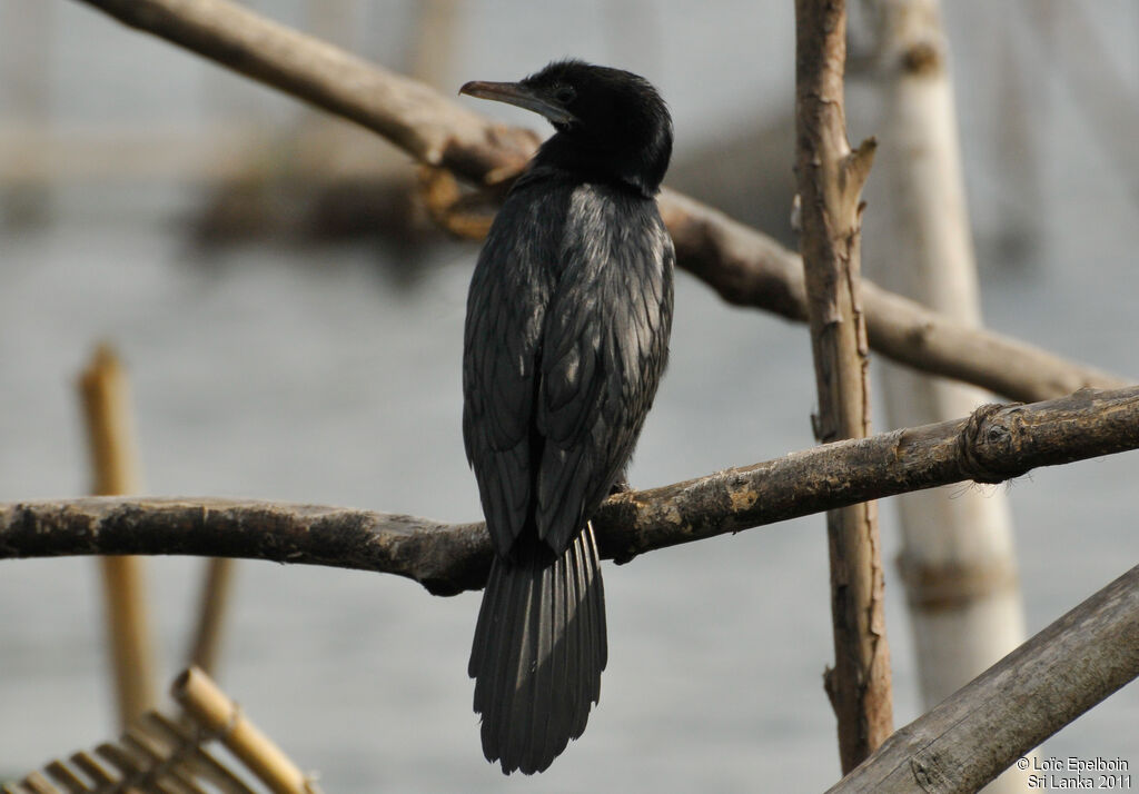 Indian Cormorant