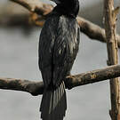 Cormoran à cou brun