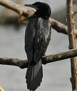 Cormoran à cou brun