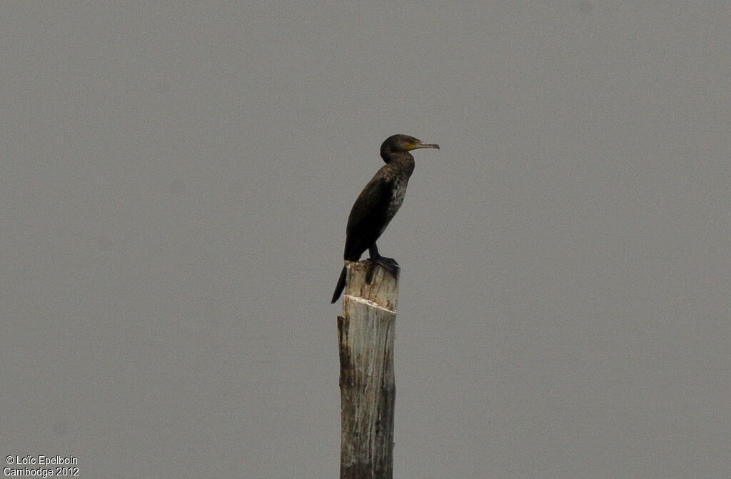 Indian Cormorant