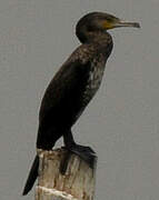 Cormoran à cou brun