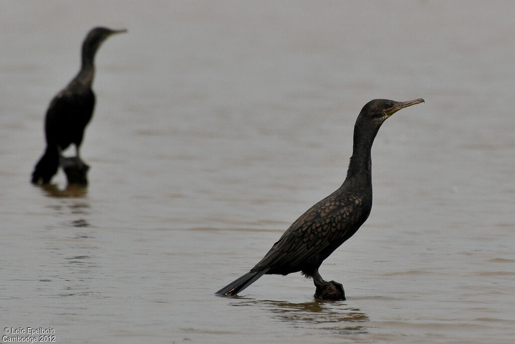 Cormoran à cou brun