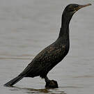 Cormoran à cou brun