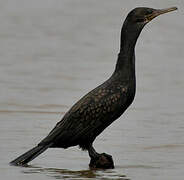 Indian Cormorant