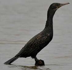 Cormoran à cou brun