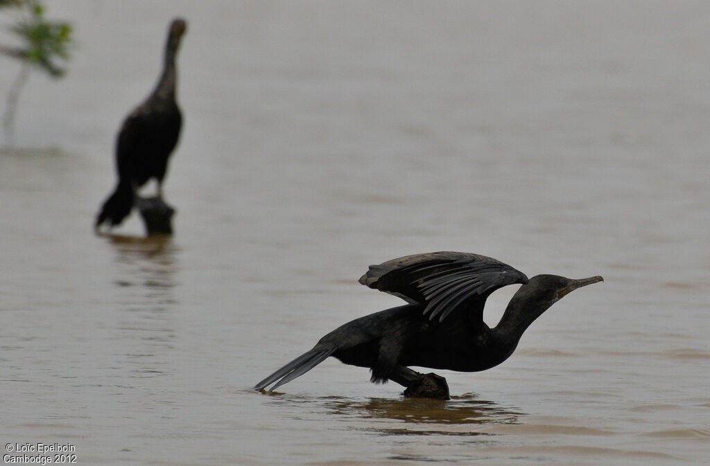 Indian Cormorant