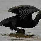 Cormoran à cou brun
