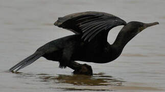 Cormoran à cou brun