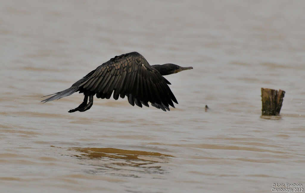 Cormoran à cou brun