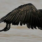 Cormoran à cou brun