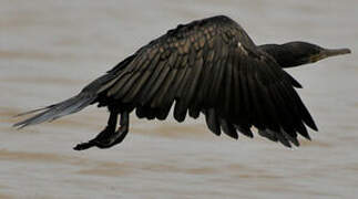 Indian Cormorant