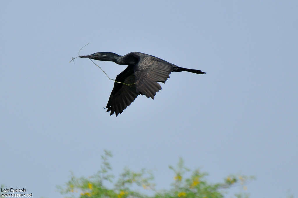 Cormoran à cou brunadulte, Vol, Nidification