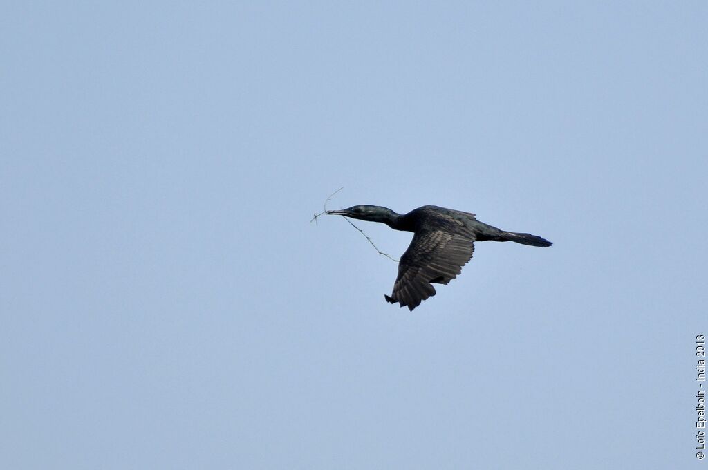 Cormoran à cou brun