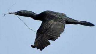 Indian Cormorant