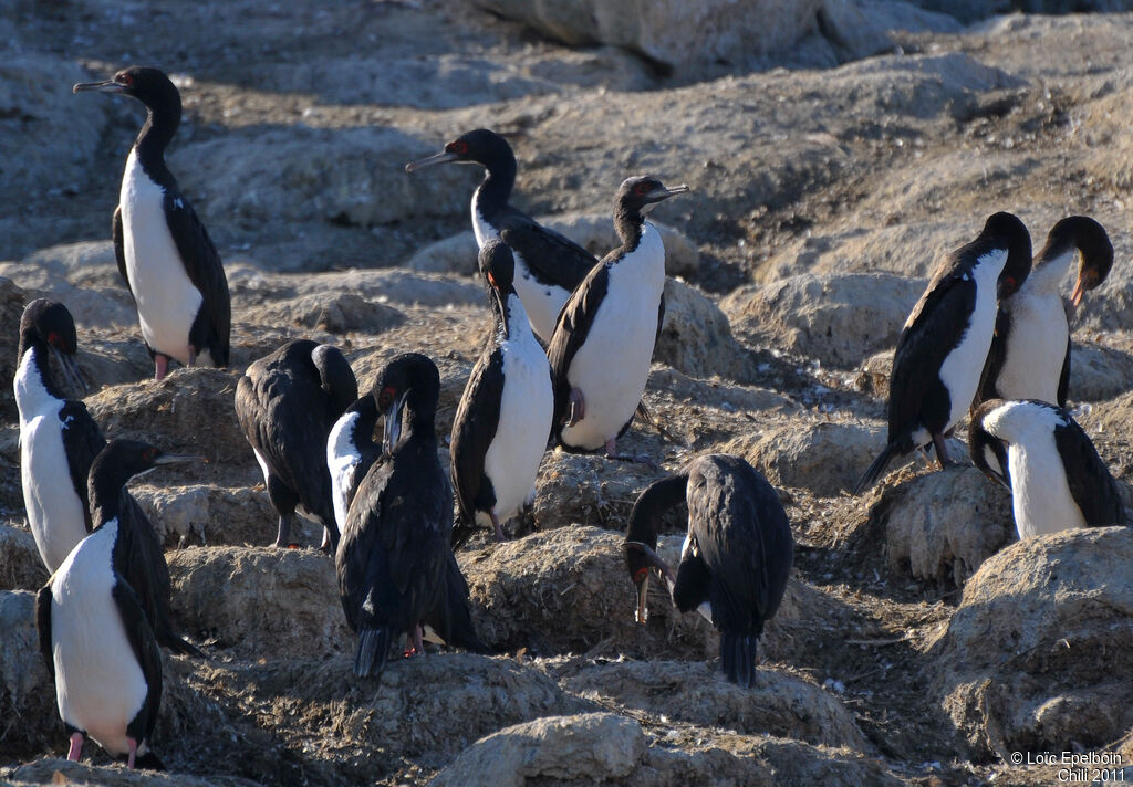 Cormoran de Bougainville