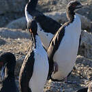 Cormoran de Bougainville