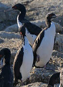 Guanay Cormorant