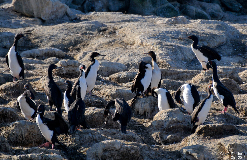 Guanay Cormorant