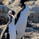 Cormoran de Bougainville