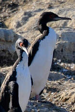 Cormoran de Bougainville