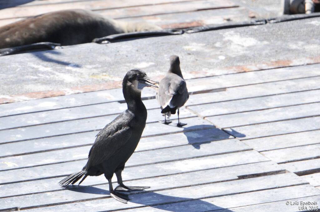 Brandt's Cormorant