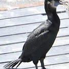 Cormoran de Brandt