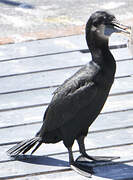 Brandt's Cormorant