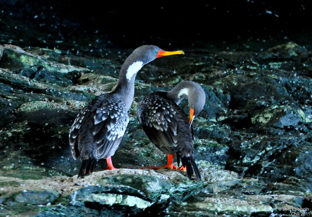 Red-legged Cormorant