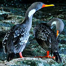 Cormoran de Gaimard