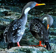 Red-legged Cormorant