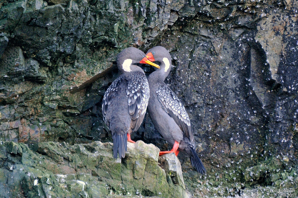 Red-legged Cormorant