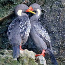 Cormoran de Gaimard