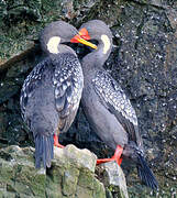 Red-legged Cormorant