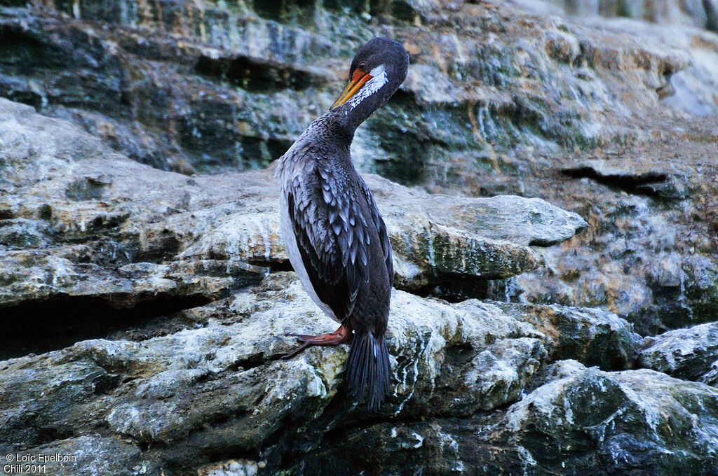 Cormoran de Gaimard