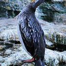 Cormoran de Gaimard