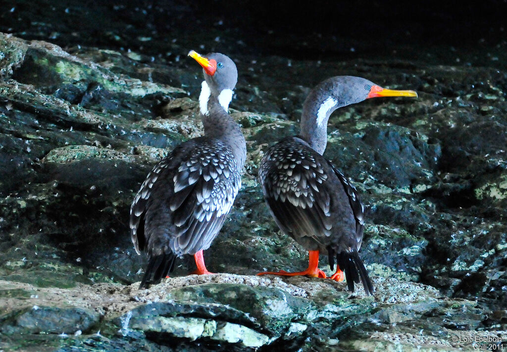 Red-legged Cormorant