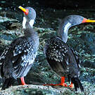 Cormoran de Gaimard
