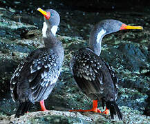 Red-legged Cormorant