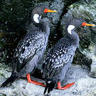 Cormoran de Gaimard