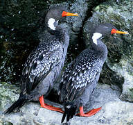 Red-legged Cormorant