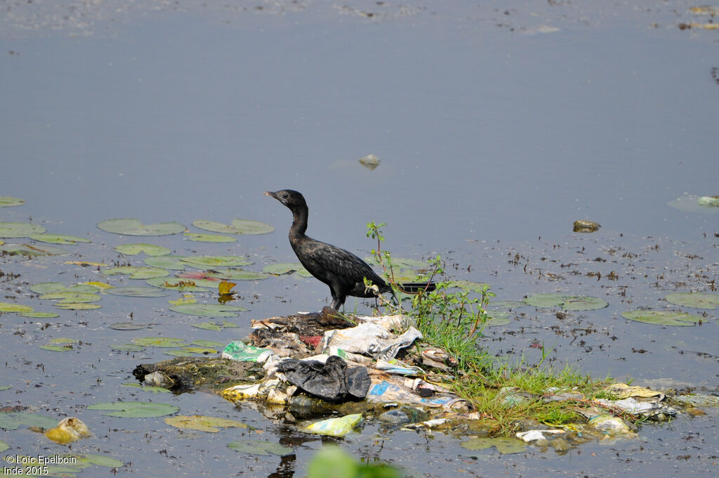 Cormoran de Vieillot