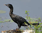 Cormoran de Vieillot