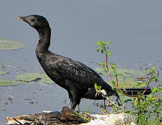 Little Cormorant